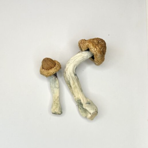 Penis Envy