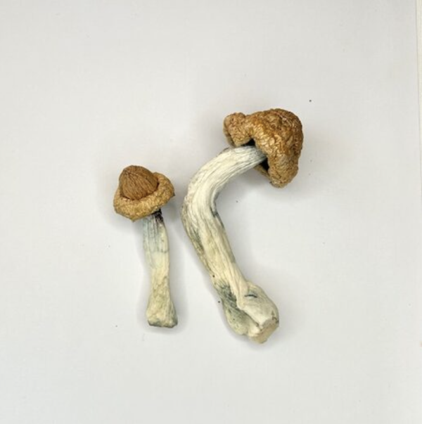 Penis Envy