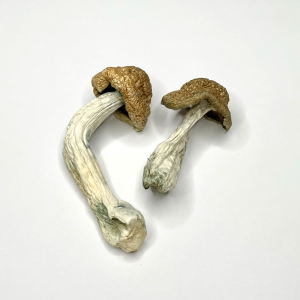 golden teachers