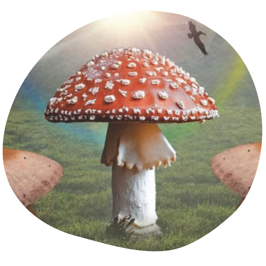 amanita muscaria